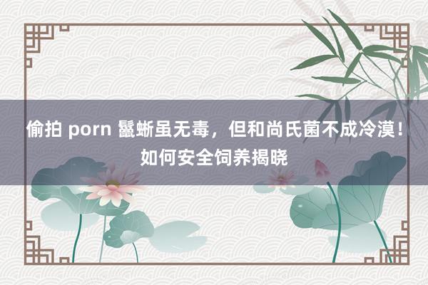 偷拍 porn 鬣蜥虽无毒，但和尚氏菌不成冷漠！如何安全饲养揭晓