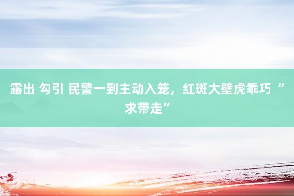 露出 勾引 民警一到主动入笼，红斑大壁虎乖巧 “求带走”